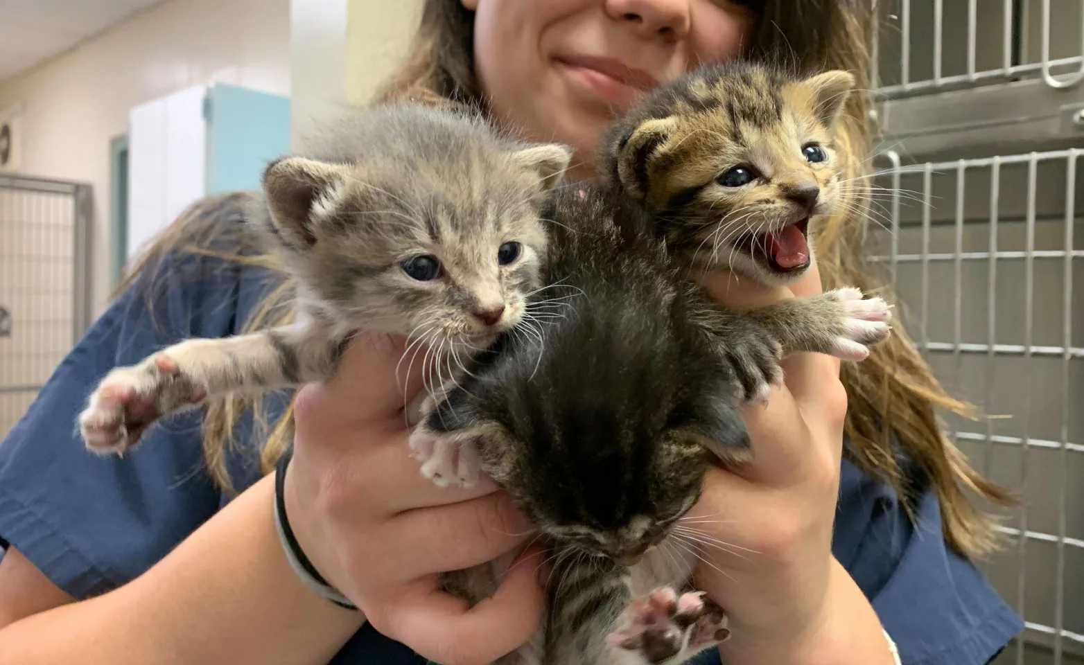 Kittens in hand