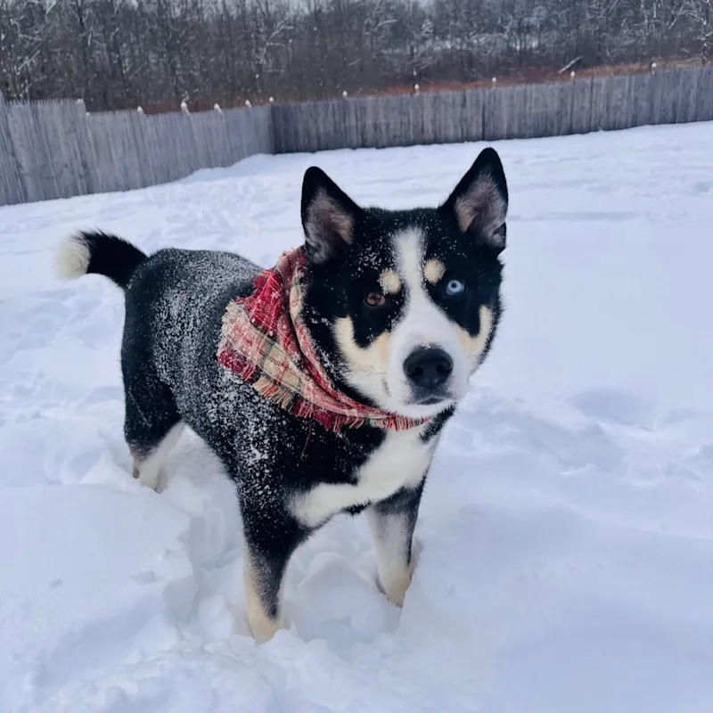Mya Mya