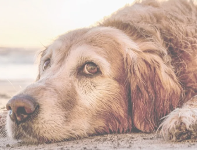 Dog laying in the sand