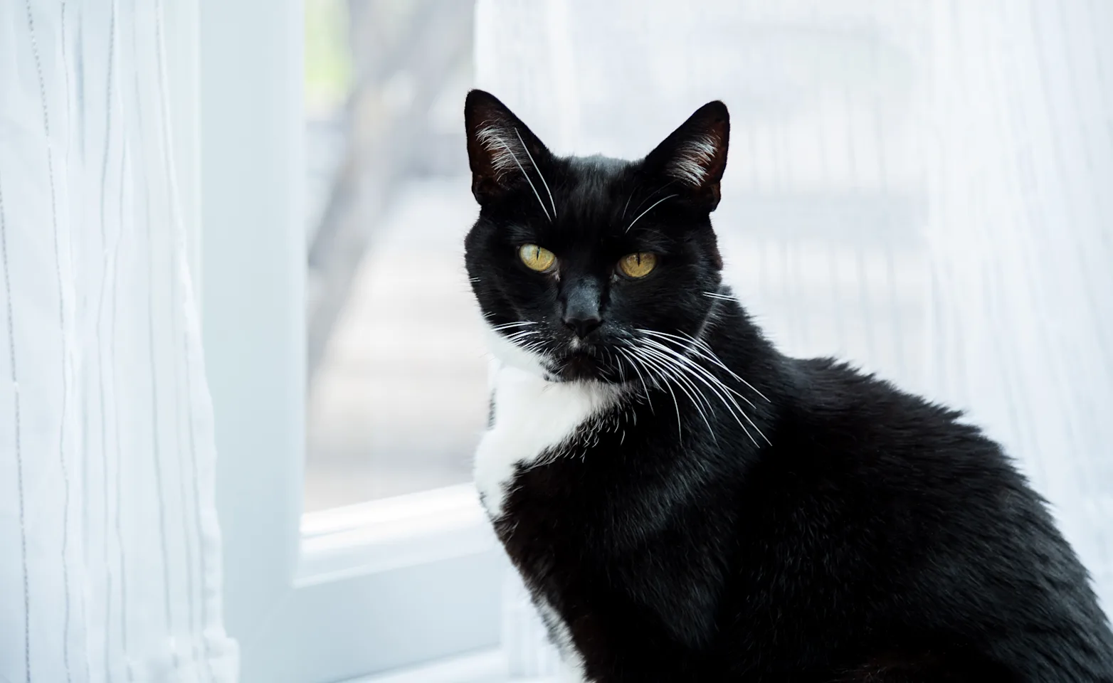 a black cat looking at the camera a black cat looking at the camera