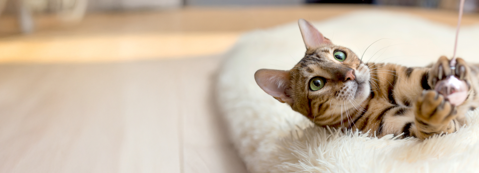 Brown Cat Laying on Fuzzy Bed Playing with Pink Toy