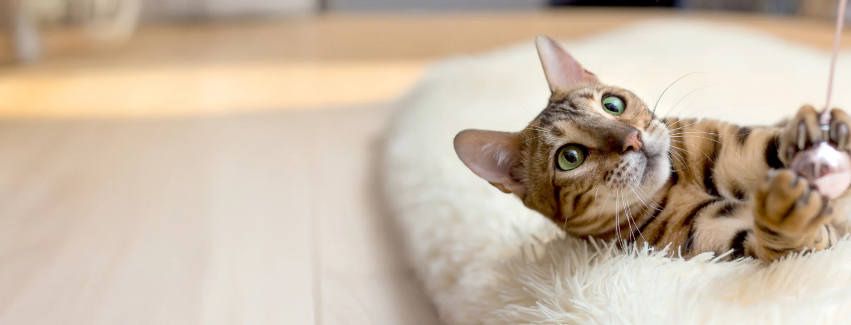 Brown Cat Laying on Fuzzy Bed Playing with Pink Toy Brown Cat Laying on Fuzzy Bed Playing with Pink Toy