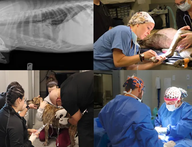 Remi's Journey Blog Image Remi's Journey Blog Image