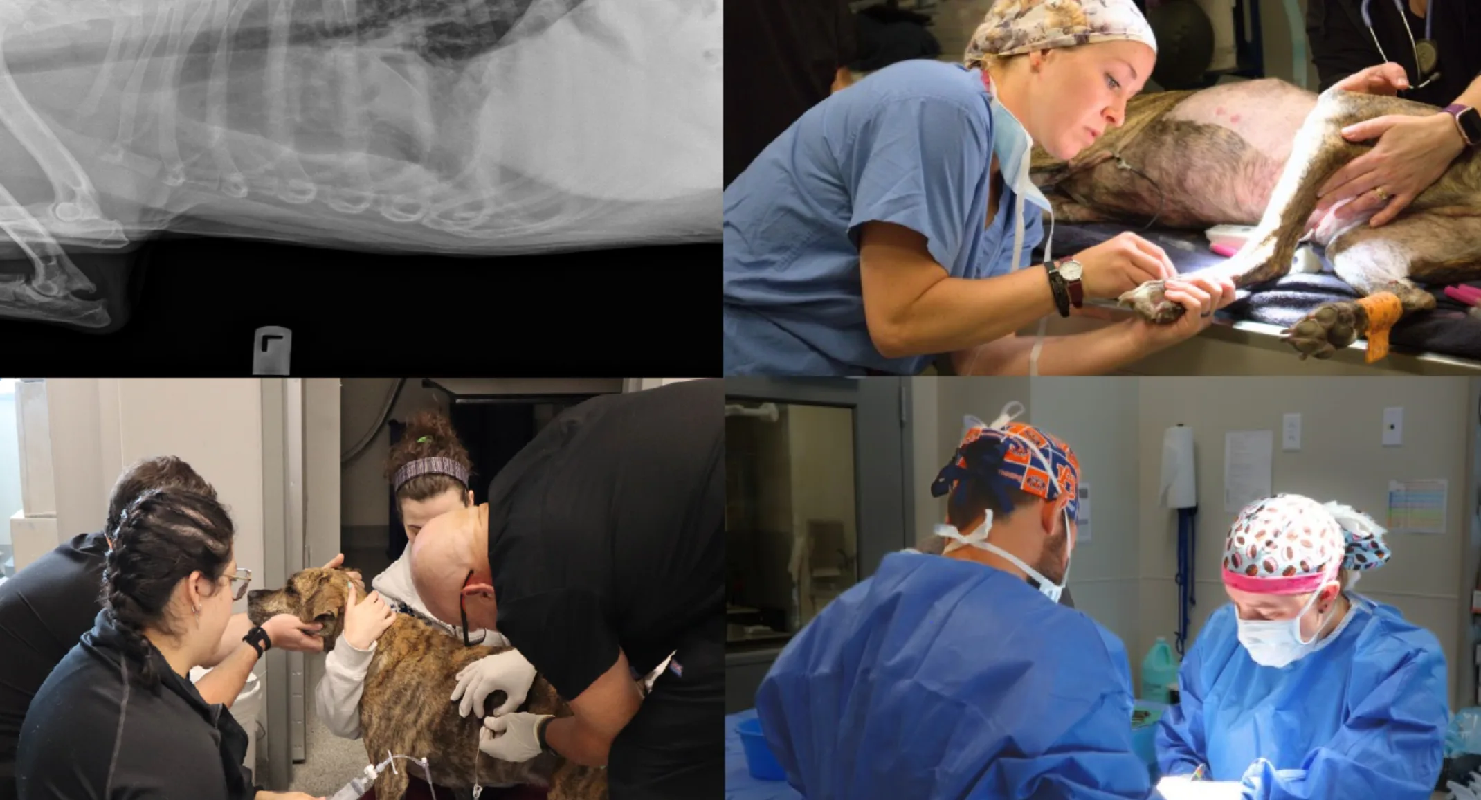 Remi's Journey Blog Image Remi's Journey Blog Image