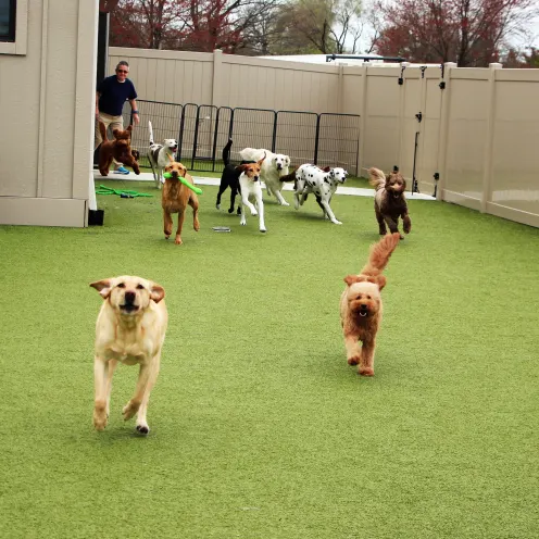 Doggy play area outside 