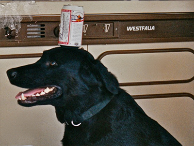 Black lab with budweiser can balanced on its head
