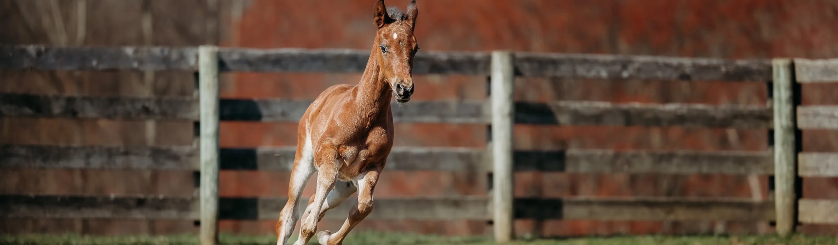 A foal prancing in a green field. A foal prancing in a green field.