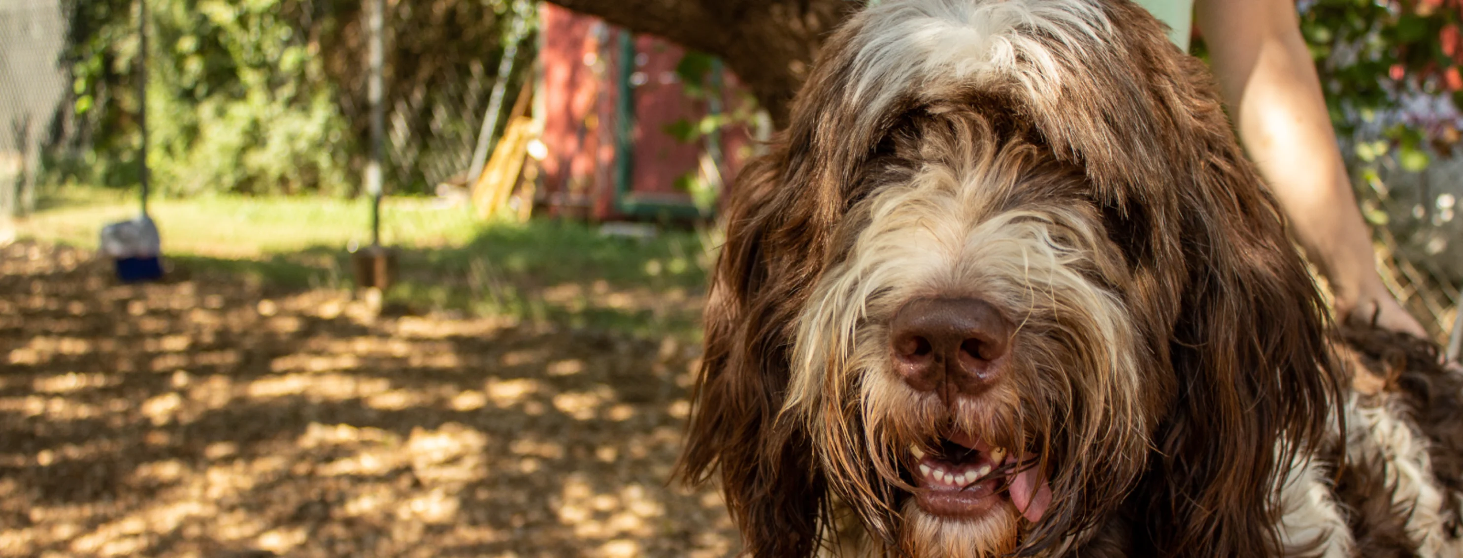 Dog at Taurus Academy 