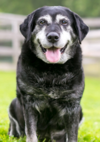 An older black dog sitting in a field
