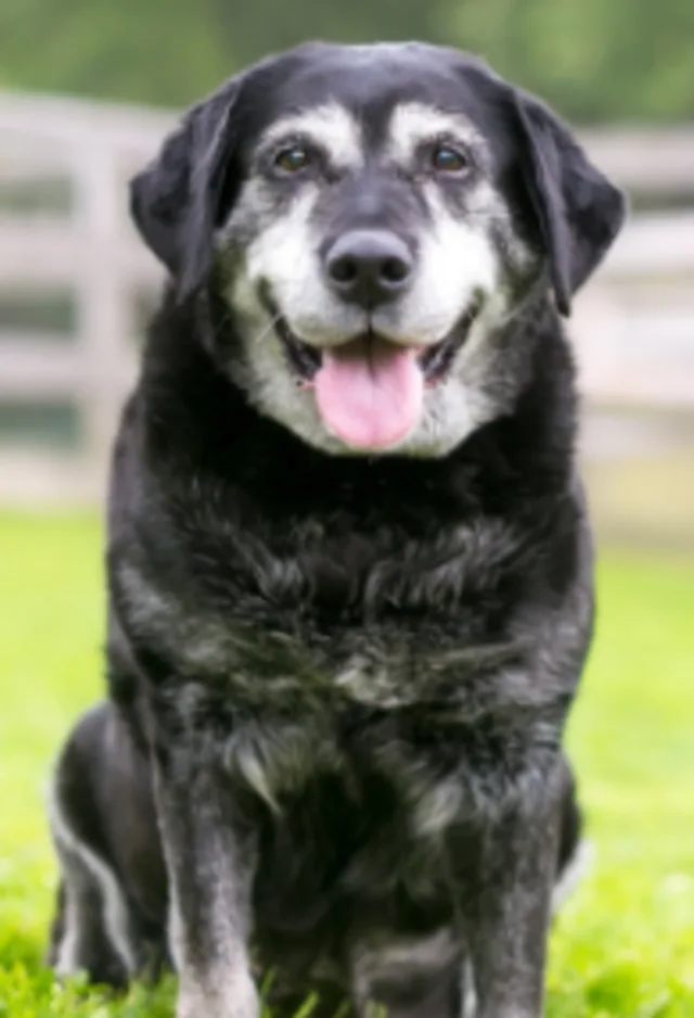 An older black dog sitting in a field