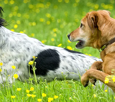 Three dogs chasing a ball in the grass Three dogs chasing a ball in the grass