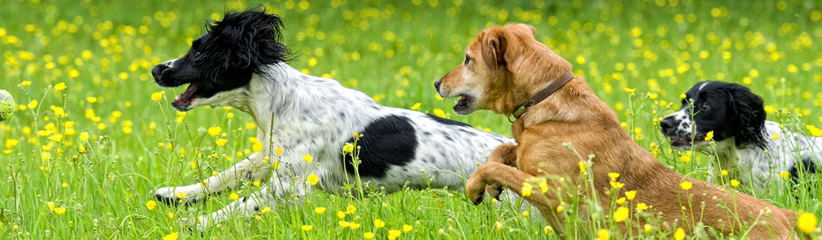 Three dogs chasing a ball in the grass