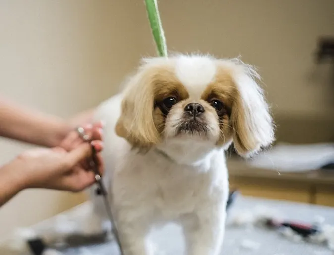 Grooming at Oswego Animal Hospital