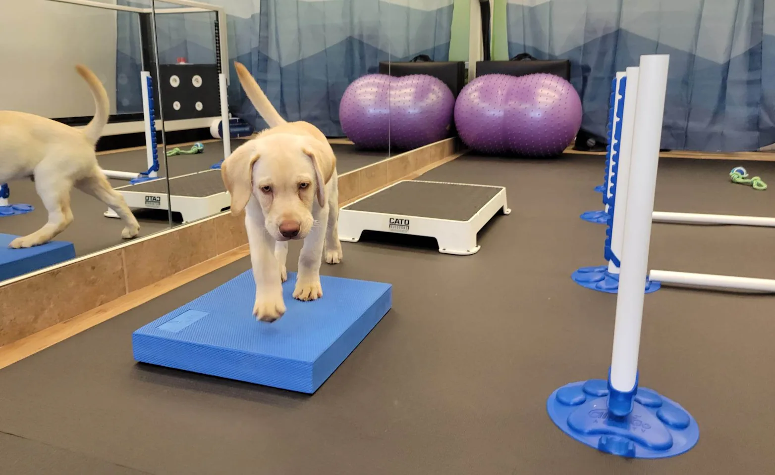 Puppy standing on pad Puppy standing on pad