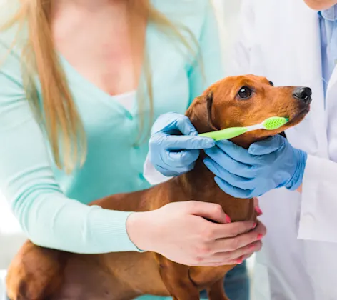 Dog green toothbrush Dog green toothbrush