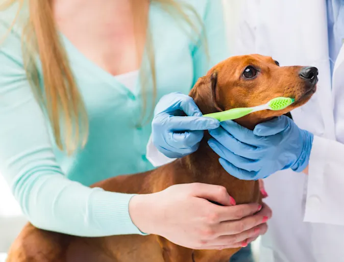 Dog green toothbrush 