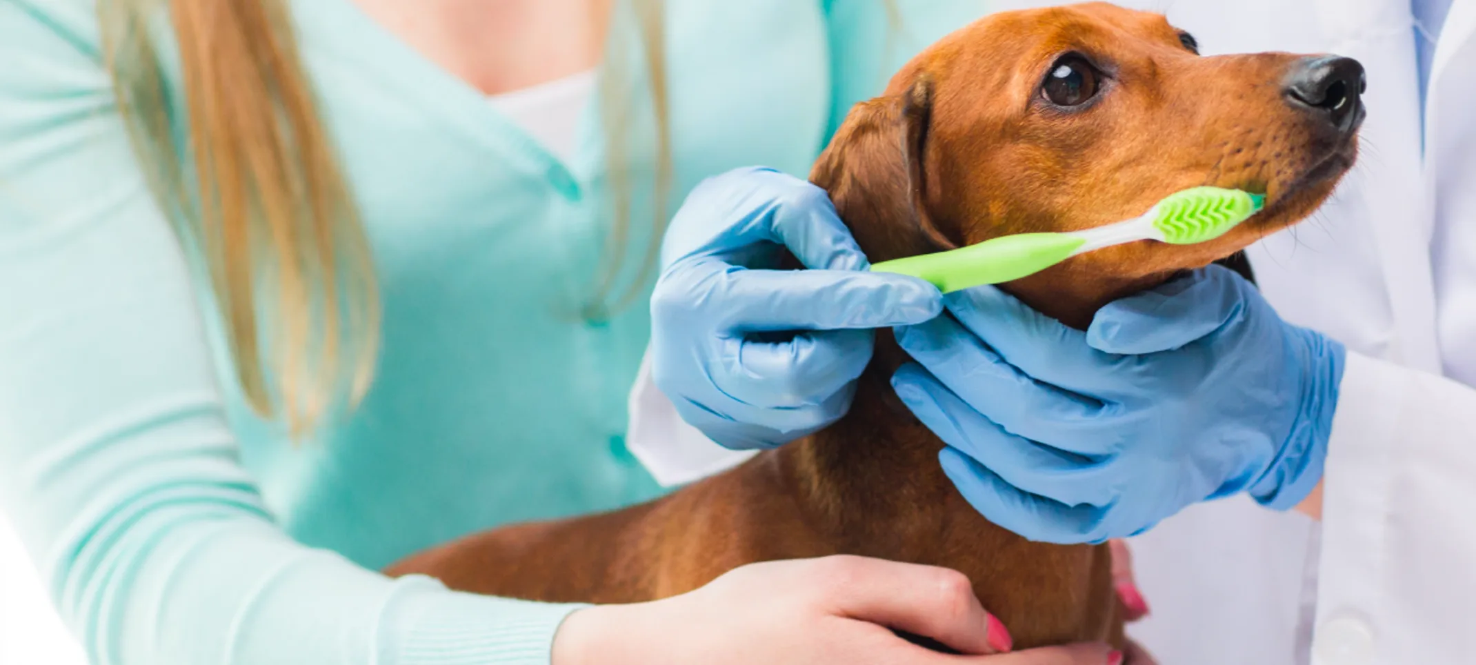 Dog green toothbrush 