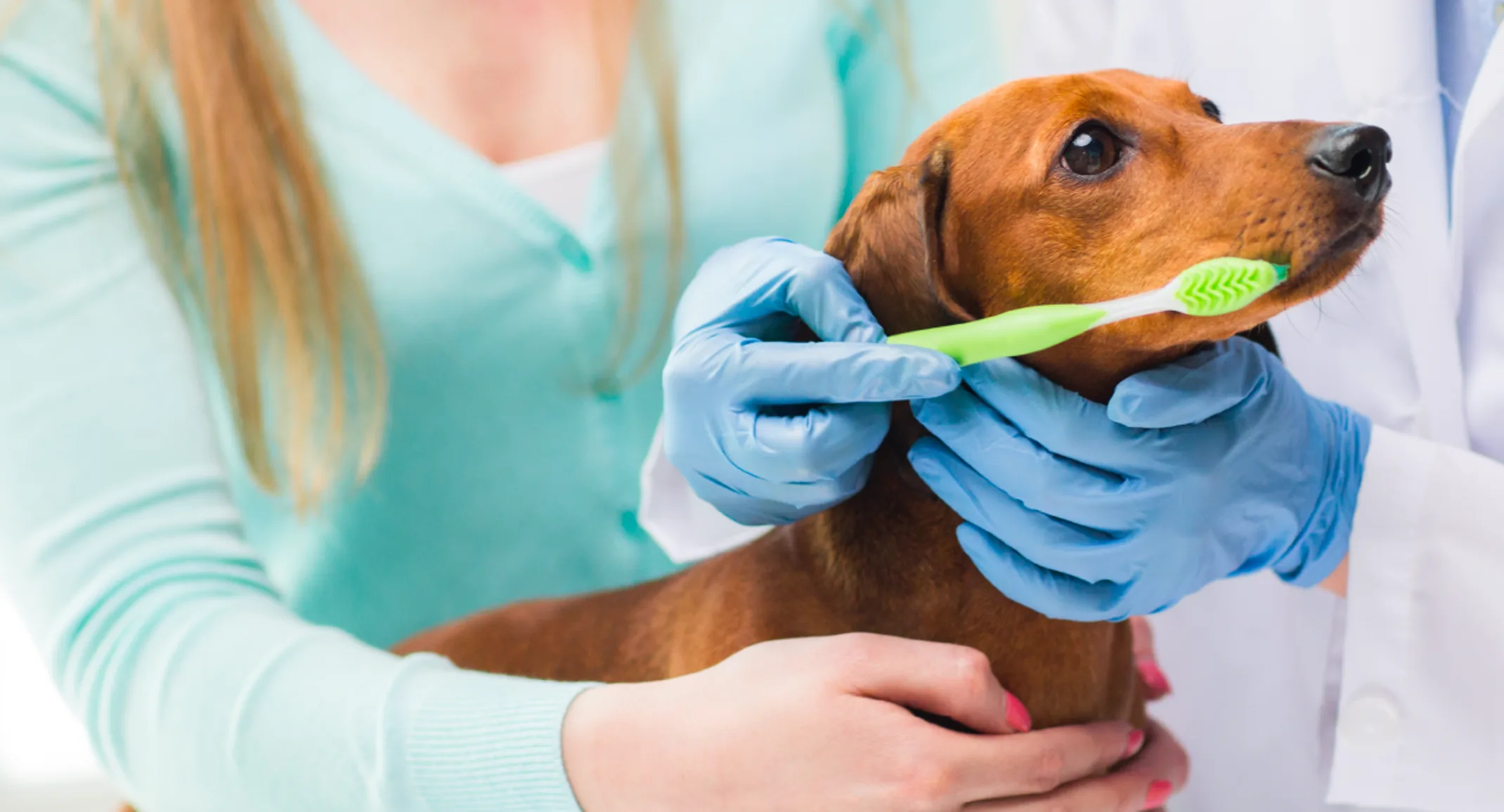 Dog green toothbrush Dog green toothbrush
