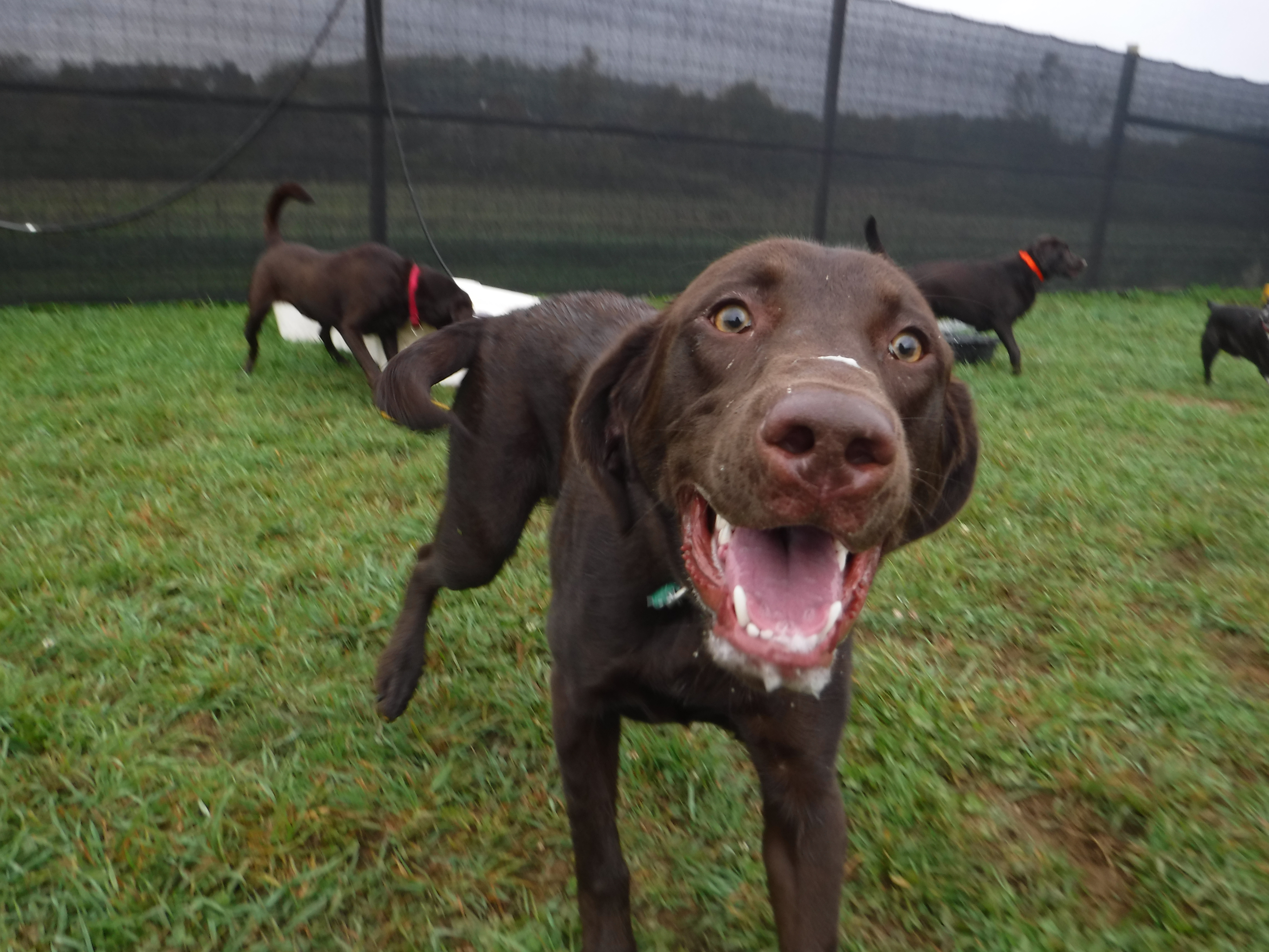Waterville Veterinary Clinic Dog Smiling