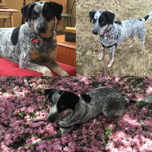 Zeva Kotes Zeva Kotes