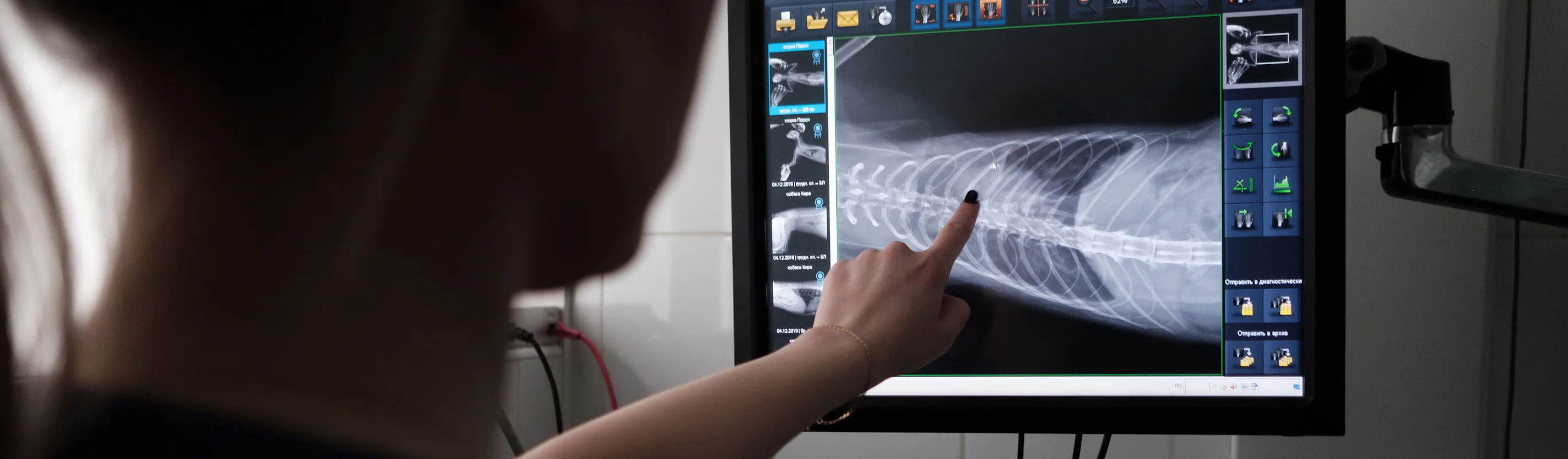Veterinarian using diagnostic imaging technology to examine an animal's bones. Veterinarian using diagnostic imaging technology to examine an animal's bones.