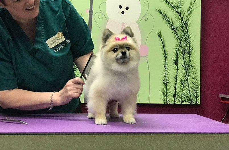 Pomeranian with fresh groom and a pink bow on its head