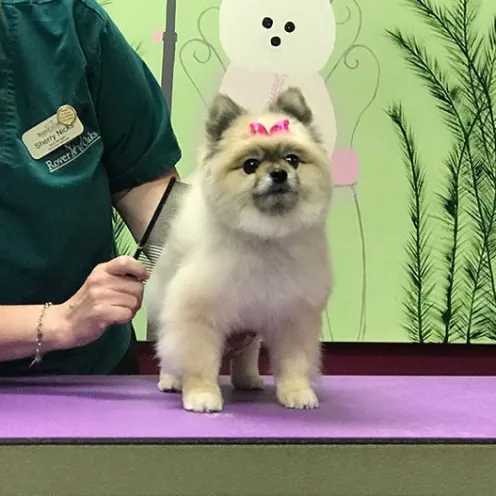 Pomeranian with fresh groom and a pink bow on its head