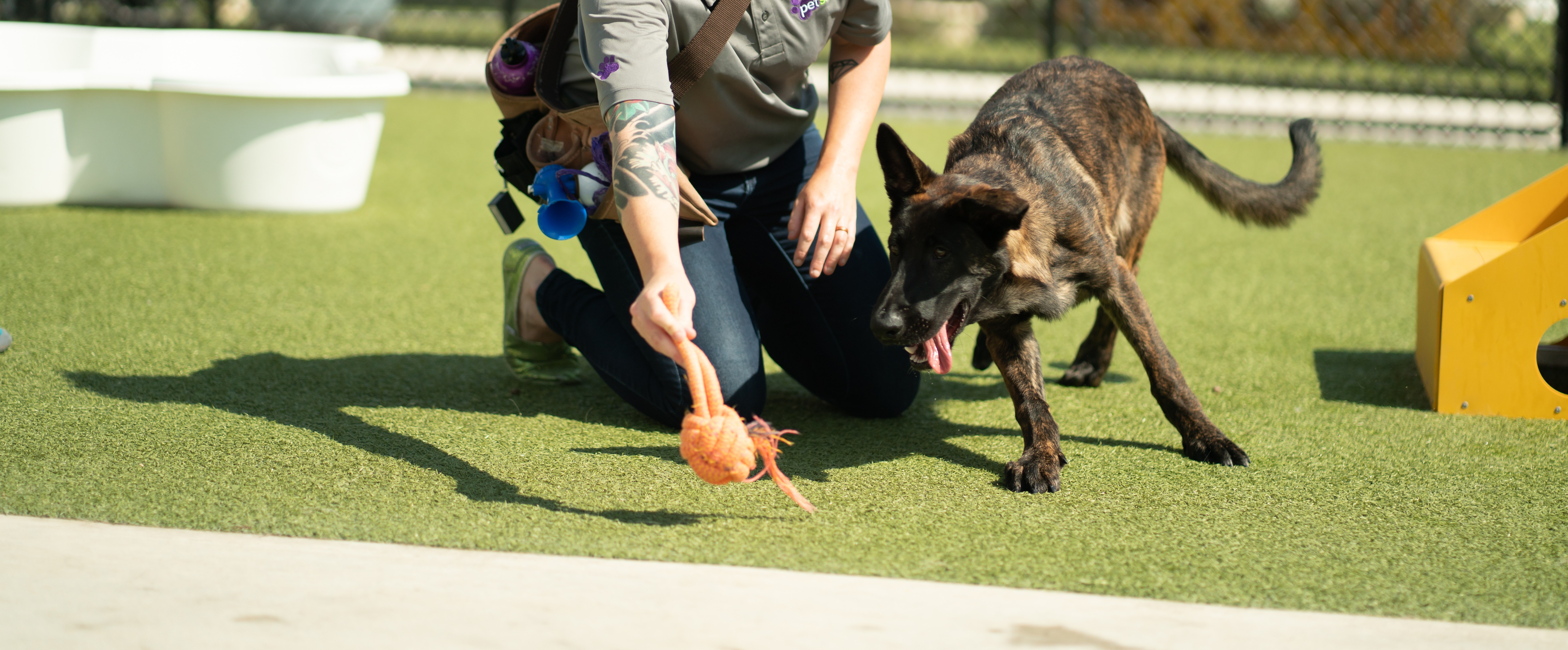 5 Best Dog Training Services In Louisville, Kentucky