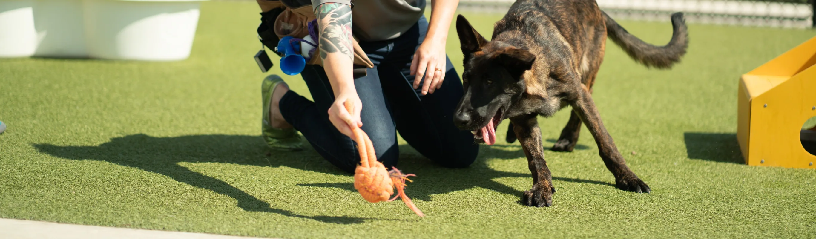 Staff member training dog