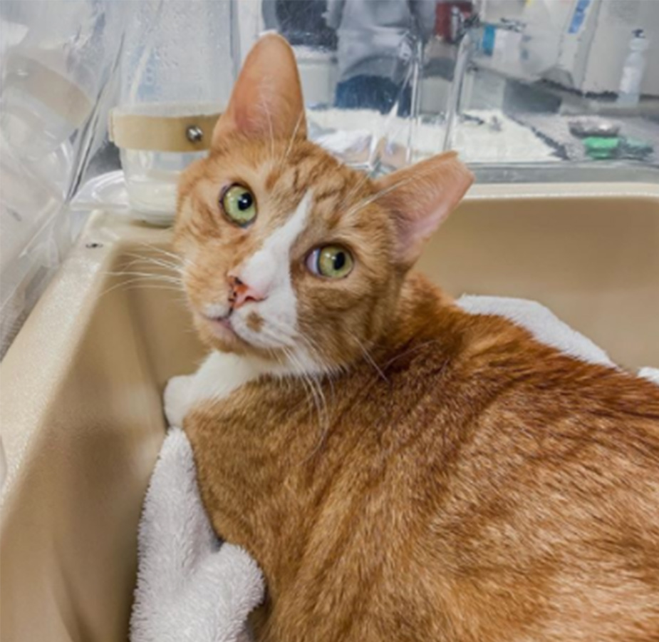 Orange cat looking up