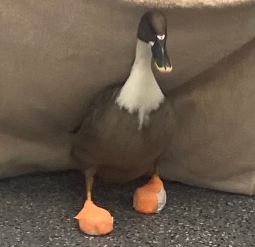 Goose the Duck