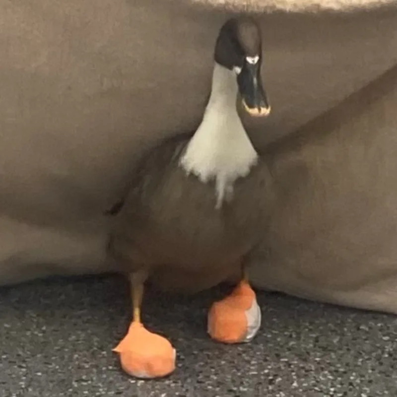 Goose the Duck Goose the Duck