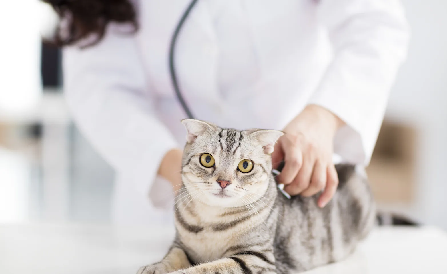 Grey tabby cat getting checked up (heartbeat) on a doctor's table by a Veterinarian. Grey tabby cat getting checked up (heartbeat) on a doctor's table by a Veterinarian.