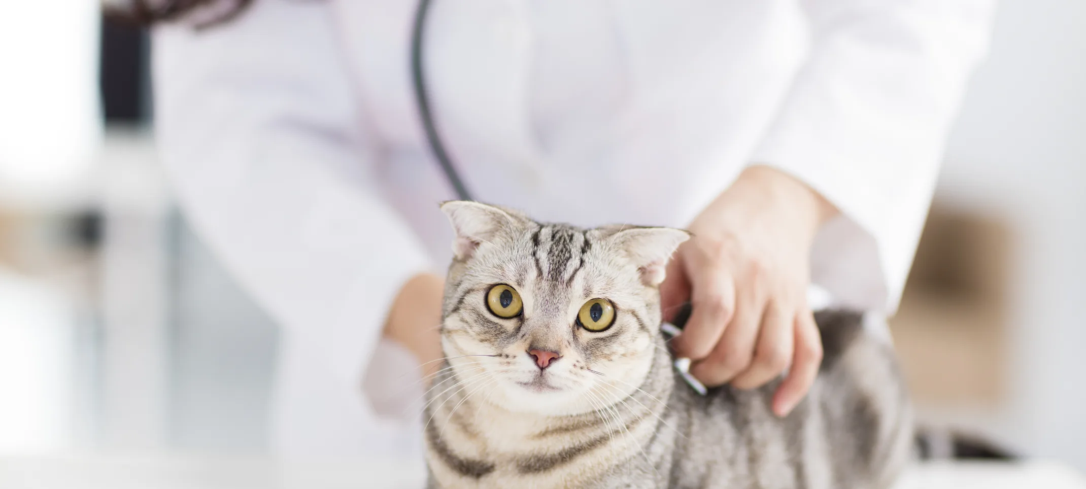 Grey tabby cat getting checked up (heartbeat)  on a doctor's table by a Veterinarian.  
