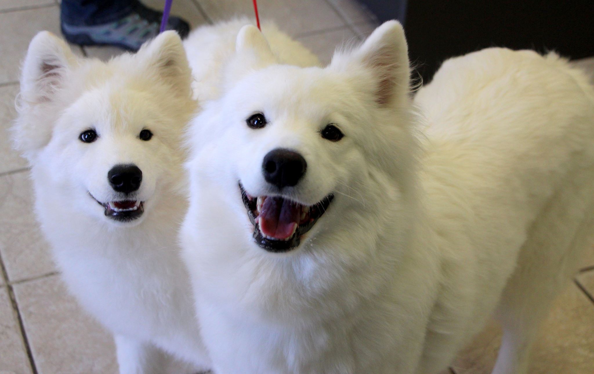 White fluffy dogs looking happy