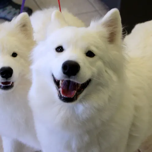 White fluffy dogs looking happy