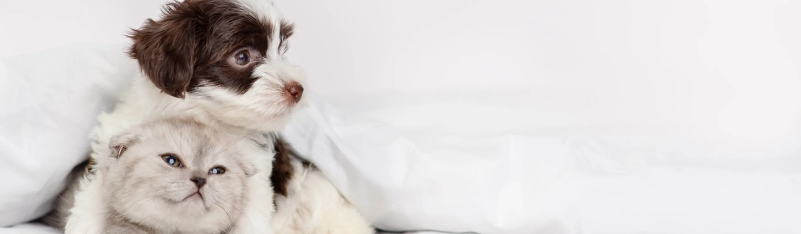 Dog and cat under white comforter Dog and cat under white comforter
