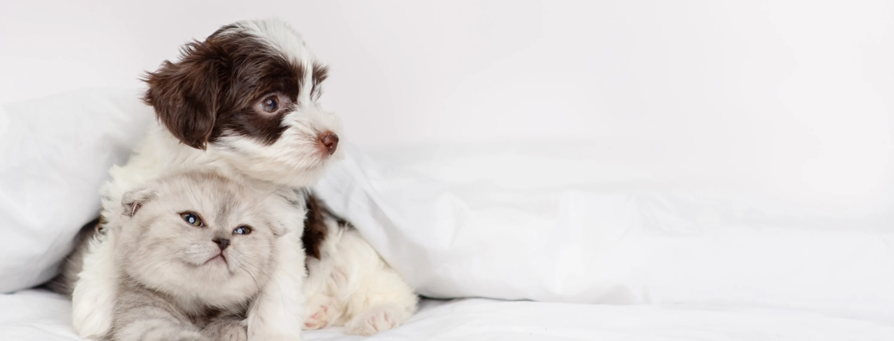Dog and cat under white comforter Dog and cat under white comforter