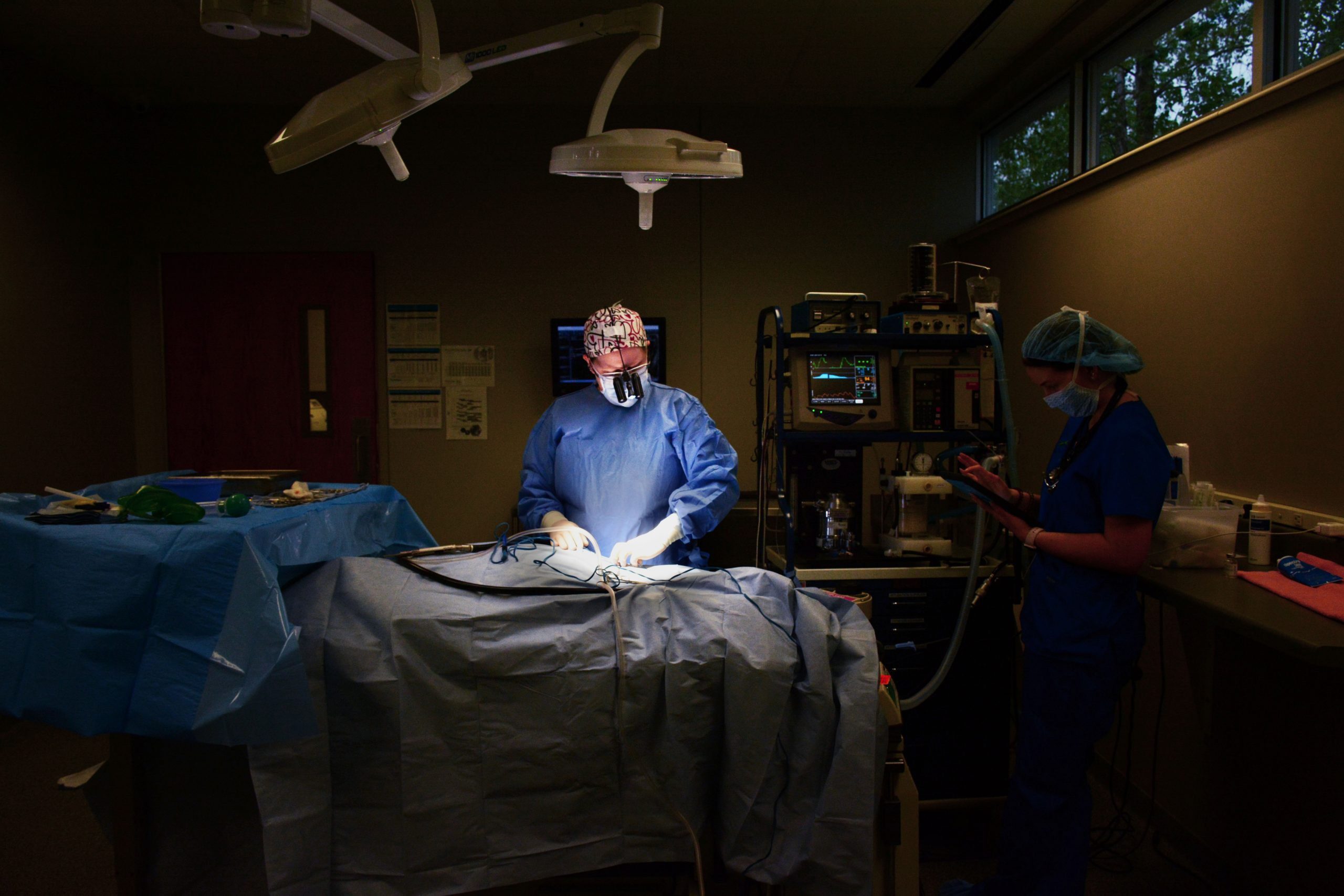 Veterinarians conducting surgery