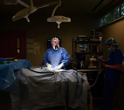 Veterinarians conducting surgery Veterinarians conducting surgery