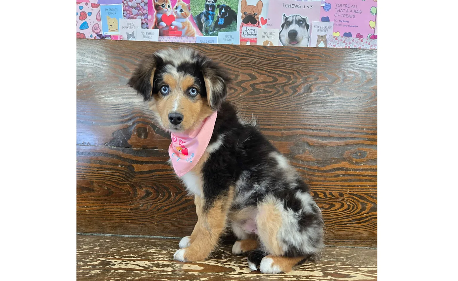 Aussie puppy posing against a wall Aussie puppy posing against a wall