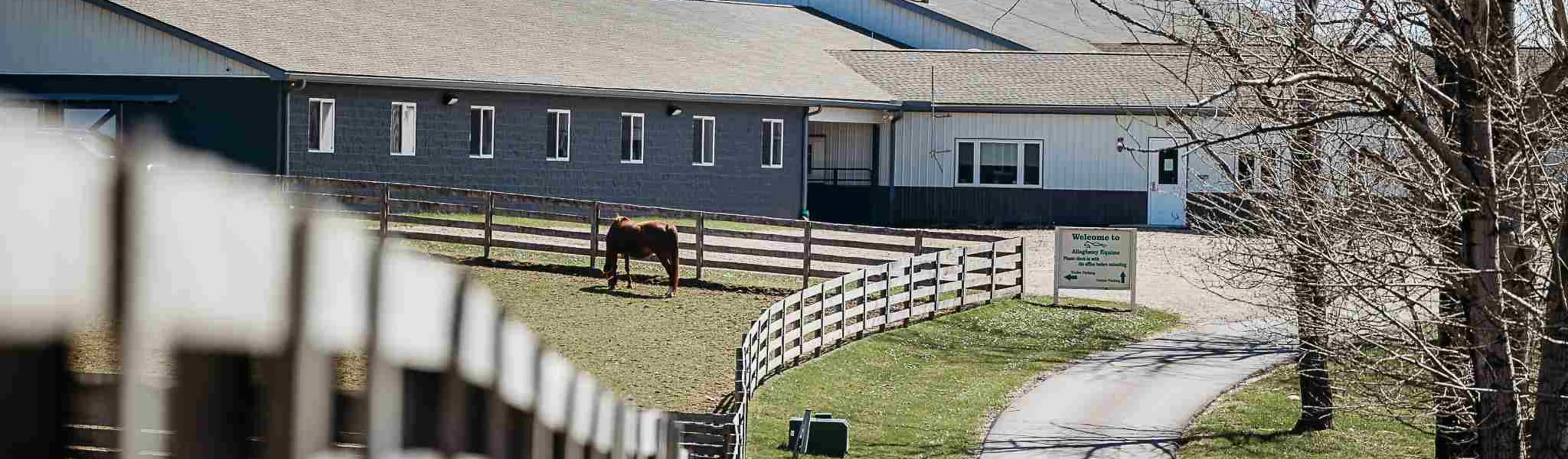 Horses grazing near buildings Horses grazing near buildings