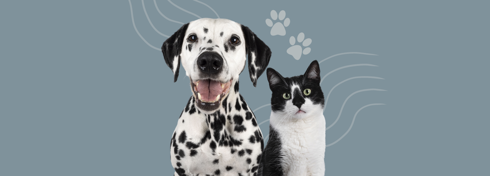 Twin Bridges Animal Hospital logo