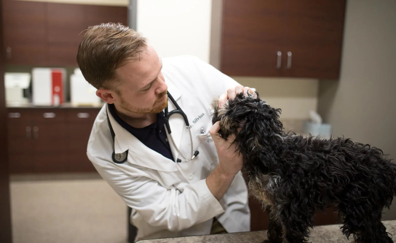 Vet examining a dog Vet examining a dog