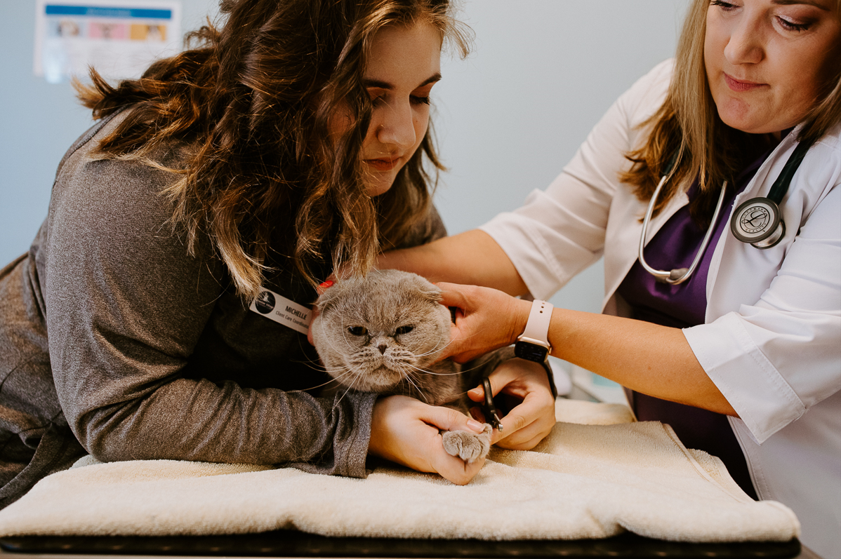 Frontier Village Veterinary Clinic staff members checking out a grey cat on an exam table