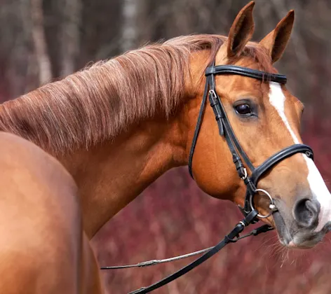 Close up on head of a horse