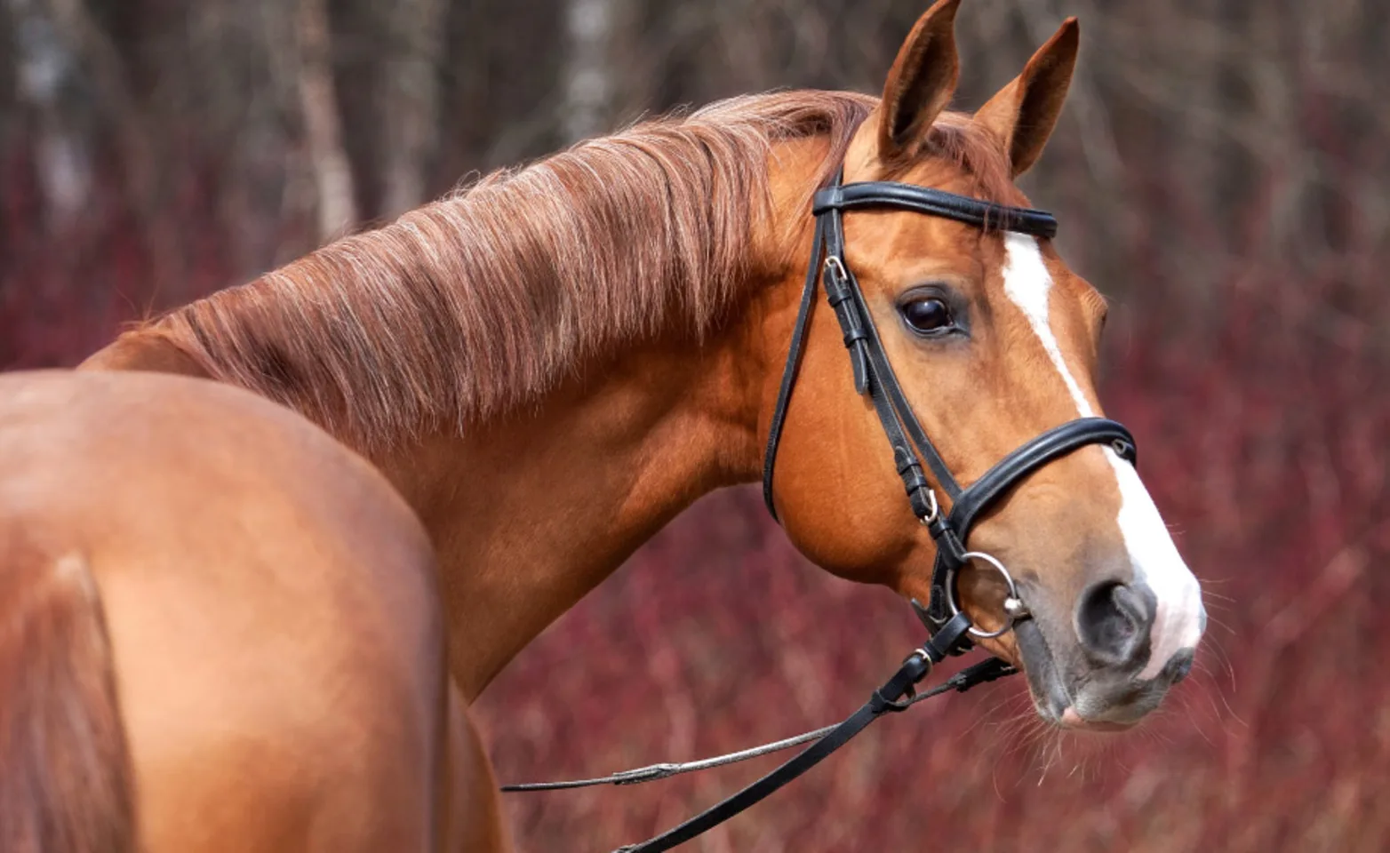 Close up on head of a horse