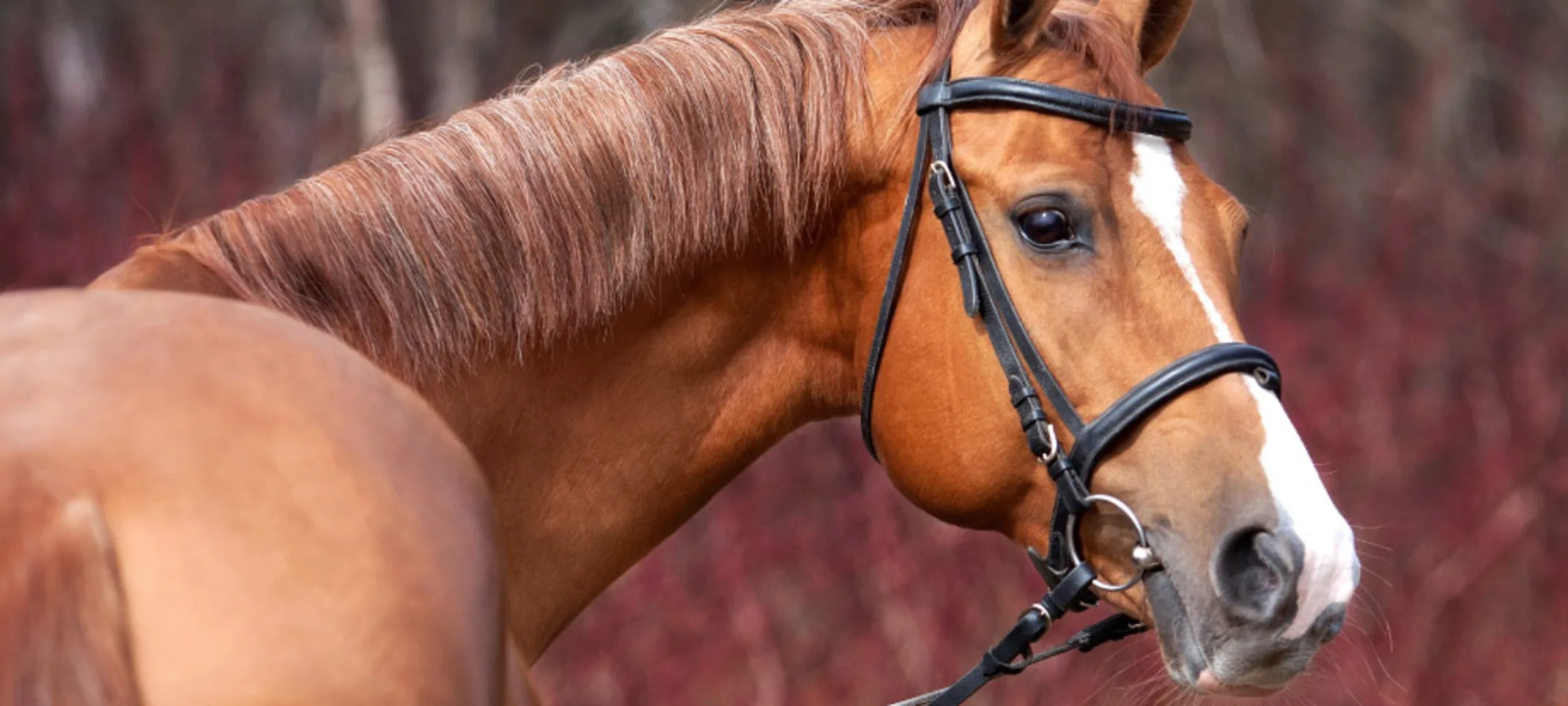 Close up on head of a horse Close up on head of a horse