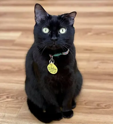 Lizze at City Creatures Animal Hospital NY Lizze at City Creatures Animal Hospital NY