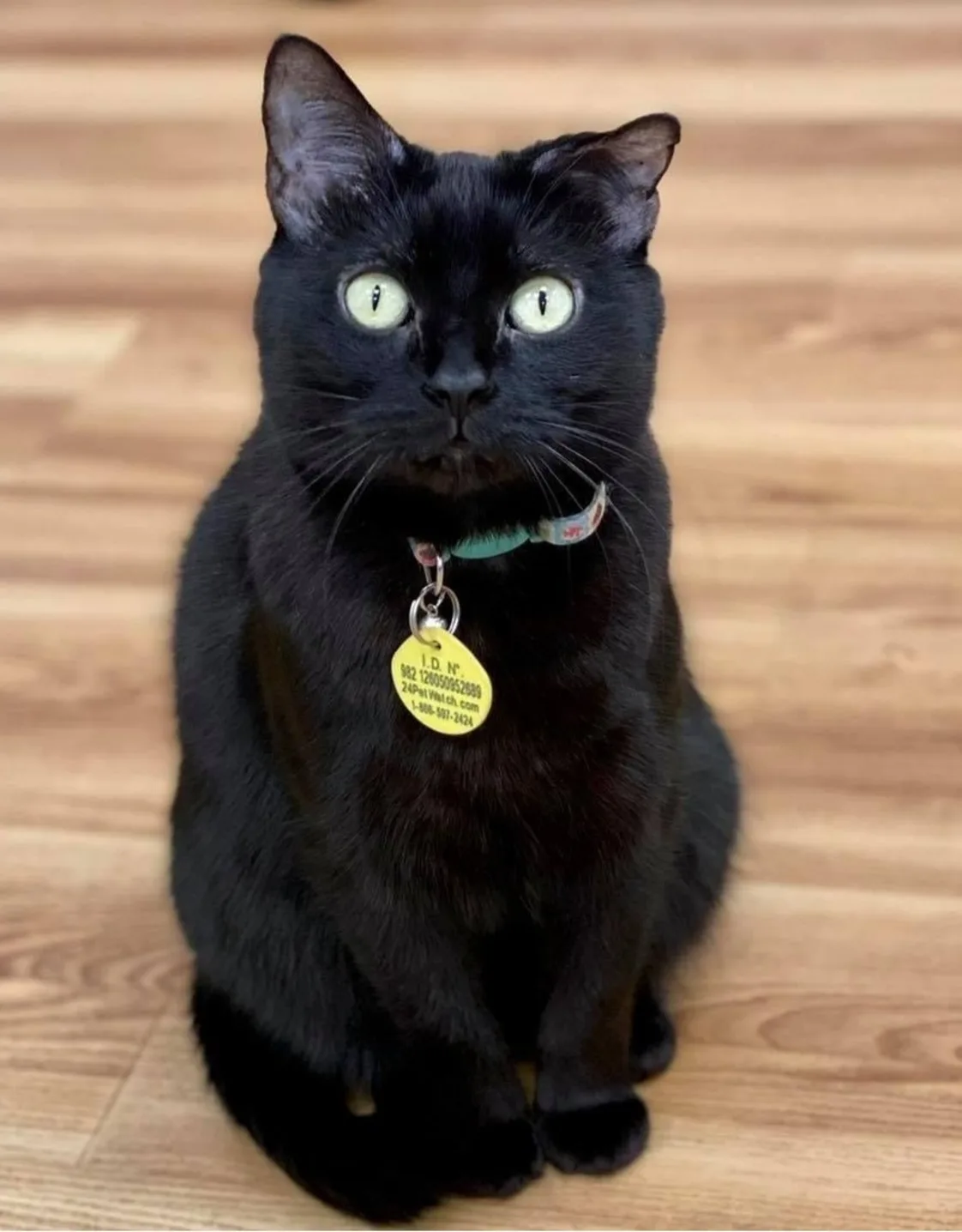 Lizze at City Creatures Animal Hospital NY Lizze at City Creatures Animal Hospital NY